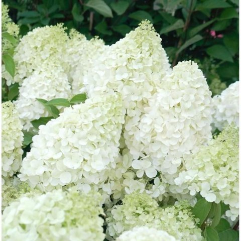 ROŚLINY Hortensja bukietowa - Hydrangea paniculata 'Polar Bear'(R)