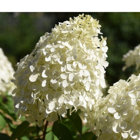 ROŚLINY Hortensja bukietowa - Hydrangea paniculata 'Polar Bear'(R)