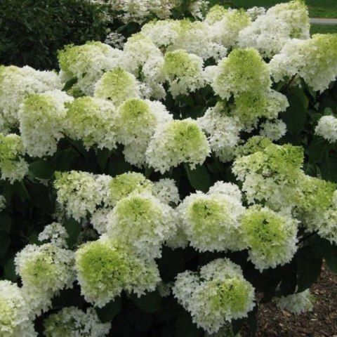 ROŚLINY Hortensja bukietowa - Hydrangea paniculata 'Polar Bear'(R)