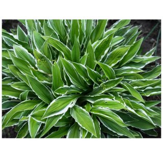 ROŚLINY Hosta 'Stiletto' - funkia wąskolistna