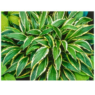 ROŚLINY Hosta 'Stiletto' - funkia wąskolistna