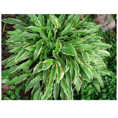Hosta 'Stiletto' - funkia wąskolistna