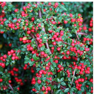 ROŚLINY Irga Pozioma - Cotoneaster Horizontalis