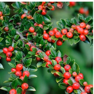 ROŚLINY Irga Pozioma - Cotoneaster Horizontalis