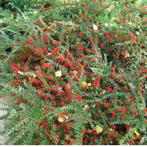 Irga Pozioma - Cotoneaster Horizontalis