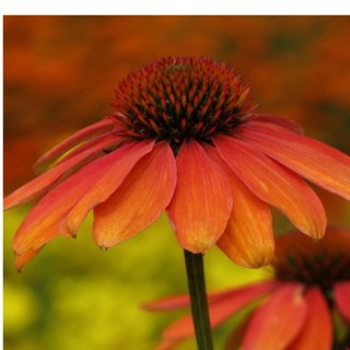 ROŚLINY Jeżówka Purpurowa Echinacea Purpurea 'Skipper Orange'