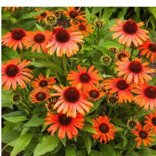 ROŚLINY Jeżówka Purpurowa Echinacea Purpurea 'Skipper Orange'