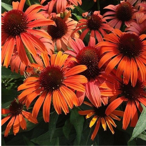ROŚLINY Jeżówka Purpurowa Echinacea Purpurea 'Skipper Orange'