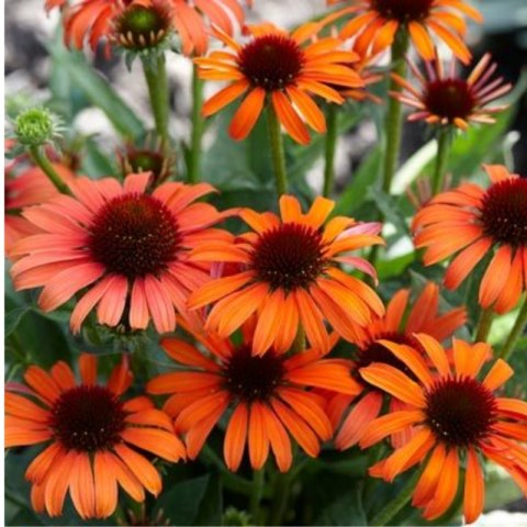 ROŚLINY Jeżówka Purpurowa Echinacea Purpurea 'Skipper Orange'