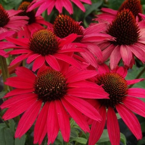 ROŚLINY Jeżówka Purpurowa 'Glowing Dream' (Echinacea Purpurea 'Glowing Dream')