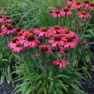 ROŚLINY Jeżówka Purpurowa 'Glowing Dream' (Echinacea Purpurea 'Glowing Dream')