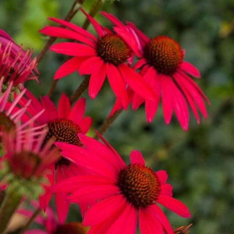ROŚLINY Jeżówka Purpurowa 'Glowing Dream' (Echinacea Purpurea 'Glowing Dream')