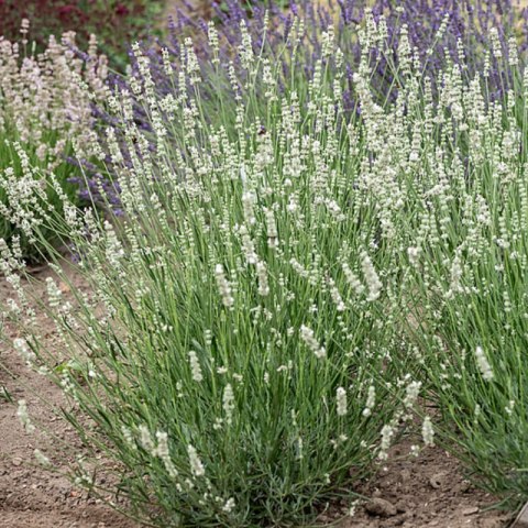 Lavandula X Intermedia Exceptional Lawenda Pośrednia