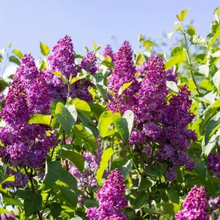 Lilak pospolity - Syringa vulgaris 'And an Ludwig Spath'