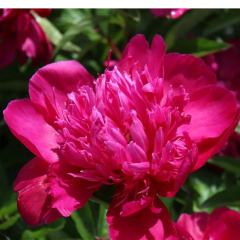 Piwonia chińska - Paeonia lactiflora 'Big Ben'