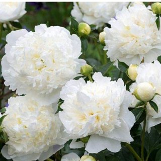 ROŚLINY Piwonia drzewiasta - Paeonia suffruticosa 'Xue Ta'