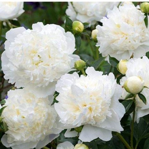 ROŚLINY Piwonia drzewiasta - Paeonia suffruticosa 'Xue Ta'
