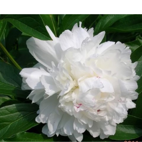 ROŚLINY Piwonia drzewiasta - Paeonia suffruticosa 'Xue Ta'