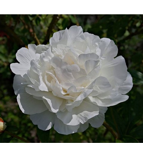 ROŚLINY Piwonia drzewiasta - Paeonia suffruticosa 'Xue Ta'