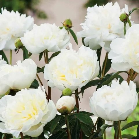 ROŚLINY Piwonia drzewiasta - Paeonia suffruticosa 'Xue Ta'