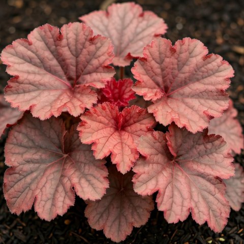 Żurawka - Heuchera 'Forever Red'