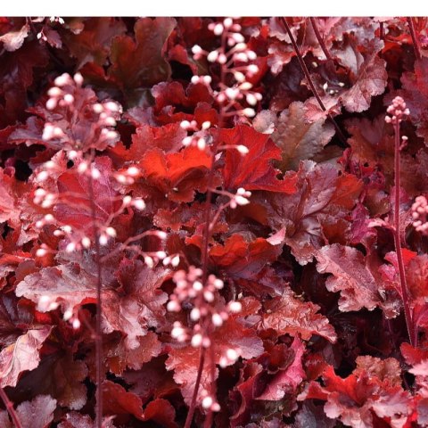 Żurawka - Heuchera 'Forever Red'