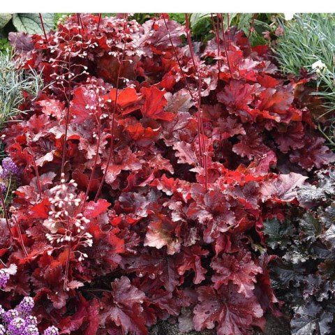 Żurawka - Heuchera 'Forever Red'