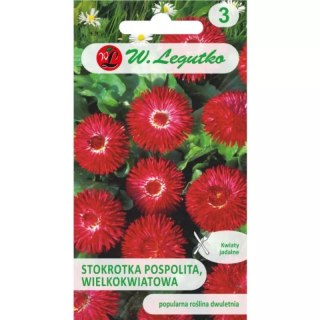 W.Legutko Stokrotka pospolita wielkokwiatowa 'Gracja' czerwona
