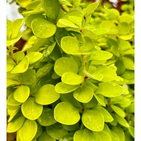 Berberys Thunberga - Berberis Thunbergii 'Neon Gold' (R)