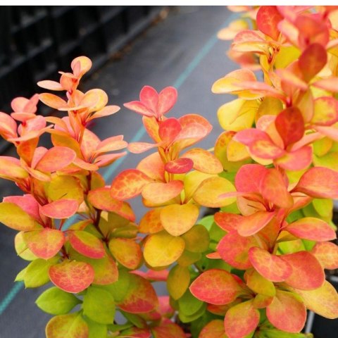 Berberys Thunberga - Berberis Thunbergii 'Neon Gold' (R)