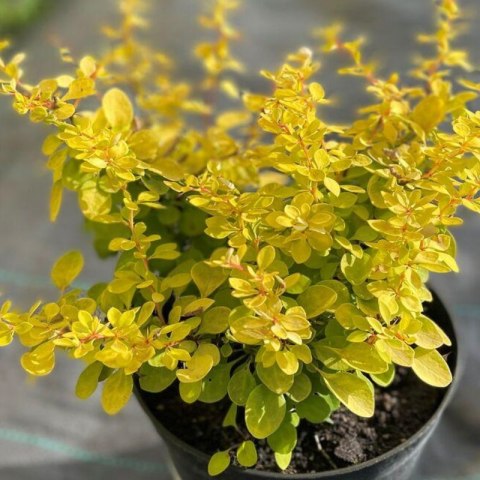 Berberys Thunberga - Berberis Thunbergii 'Neon Gold' (R)
