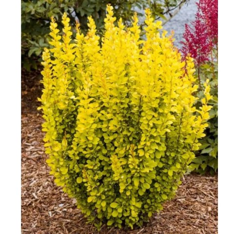 Berberys Thunberga - Berberis thunbergii 'Maria'(R)