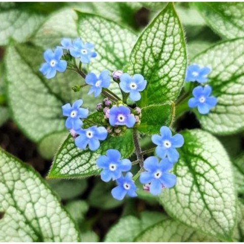 Brunnera Macrophylla 'Looking Glass'