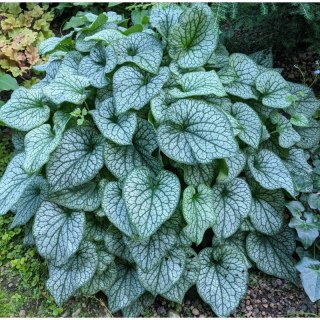 Brunnera Macrophylla 'Looking Glass'