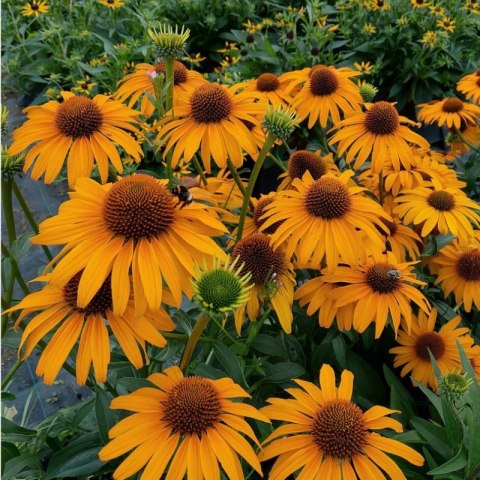 Echinacea Purpurea 'Skipper Honey' Jeżówka Purpurowa