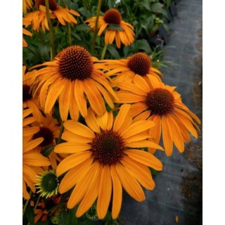 Echinacea Purpurea 'Skipper Honey' Jeżówka Purpurowa