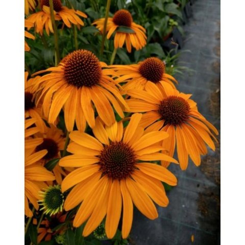 Echinacea Purpurea 'Skipper Honey' Jeżówka Purpurowa