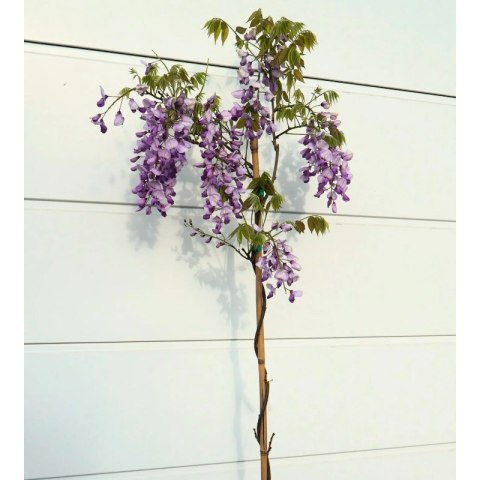 Glicynia chińska - Wisteria sinensis