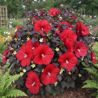 Hibiskus Bylinowy 'Summerific® Holy Grail'