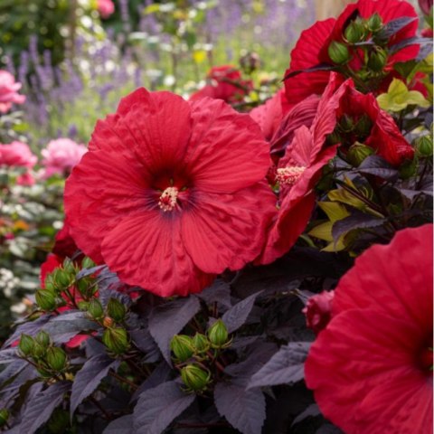 Hibiskus Bylinowy 'Summerific® Holy Grail'