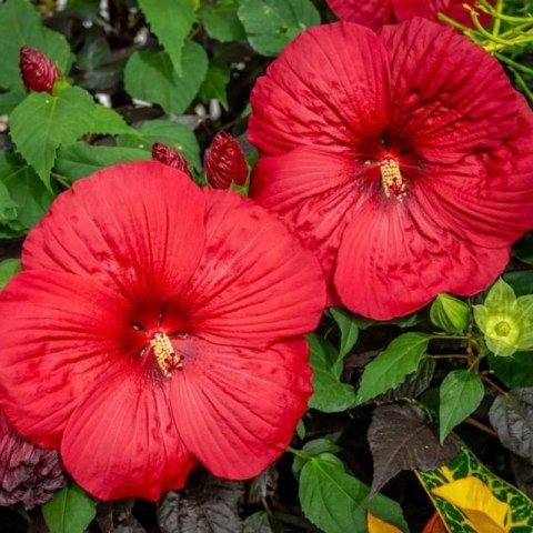 Hibiskus Bylinowy 'Summerific® Holy Grail'
