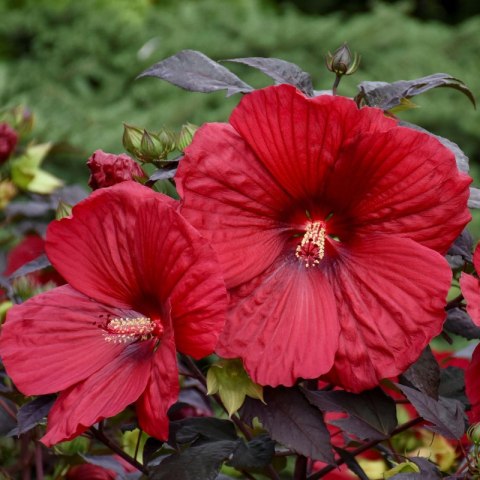Hibiskus Bylinowy 'Summerific® Holy Grail'