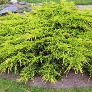 Jałowiec pośredni - Juniperus media 'Old Gold'