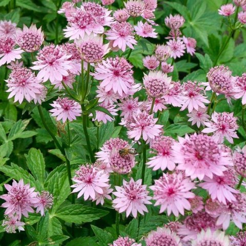 Jarzmianka Większa - Astrantia Major 'Roma'