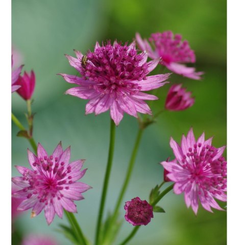 Jarzmianka Większa - Astrantia Major 'Roma'
