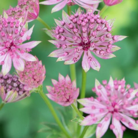 Jarzmianka Większa - Astrantia Major 'Roma'