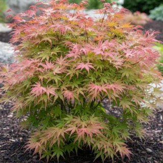 Klon palmowy - Acer palmatum 'Phoenix'