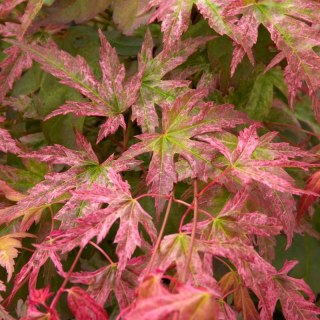 Klon palmowy - Acer palmatum 'Phoenix'