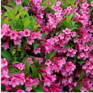 Krzewuszka cudowna - Weigela florida 'Rumba'
