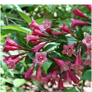 Krzewuszka cudowna - Weigela florida 'Rumba'